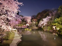 夜桜見ながらフレンチ