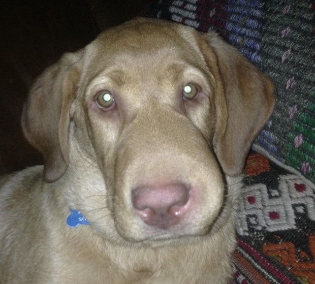 スクリーンショット 2016-04-24 19.58.30