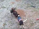 人間みたい…（笑）ニワトリ達のケンカを止めに入るワンコ！