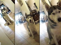 完全に猫。ハスキー犬も「だるまさんがころんだ」をやる