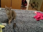 １秒後、くしゃみに驚く猫。そのぶっ飛び具合をご覧ください