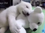 癒される。まんまるの瞳にふわっふわの“ホッキョクグマ”の成長記録が可愛すぎ