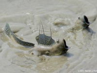 まばたきができる珍しい魚「ムツゴロウ」が、海から陸へ上がった人類の進化の謎を解くカギを握っている