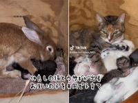 仲良しの猫とウサギが同時に出産。お互いの子供を一緒に子育て