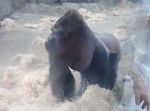 ダメだ、ヤられる！　ゴリラが攻撃してくるスピードが尋常じゃなかった…