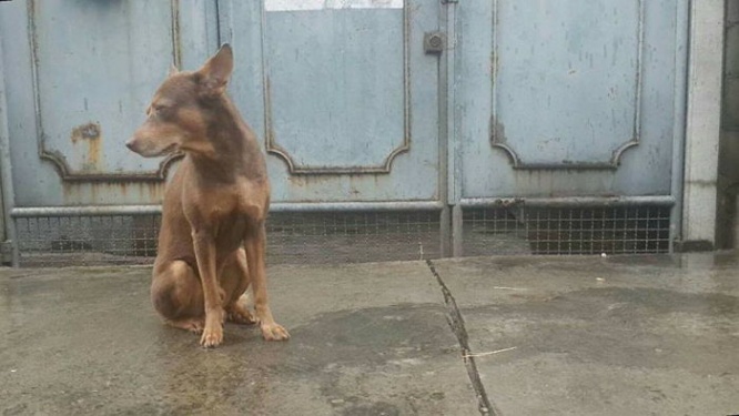 待ち続ける犬　タイバンコク