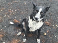 オーストラリア森林火災、迫りくる火から羊の群れを守ったヒーロー犬