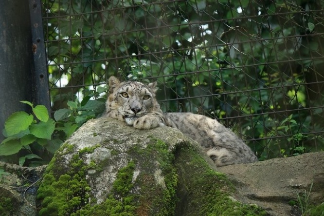 ユキヒョウ、凛々しいっす！