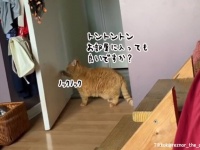 部屋に入るときはノックをする礼儀正しい猫