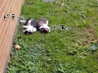 猫たちの初めてのお散歩。犬のようにはいかずふりまわされる飼い主（オーストラリア）