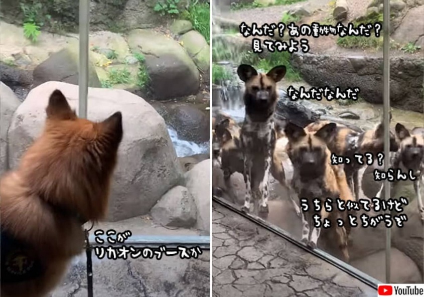 動物園に犬を連れて行ったら、リカオンに大人気だった件