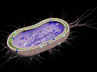 大腸菌から防弾チョッキよりも強力な人工筋肉の繊維を作り出すことに成功
