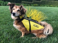 コヨーテから犬の身を守るベストから溢れるマッドマックス感と北斗の拳のザコキャラ感。ガチで販売されてます（アメリカ）