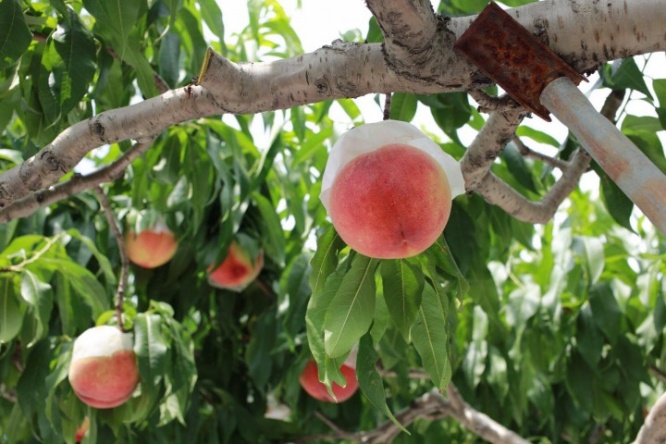 サンクトガーレン有限会社のプレスリリース画像