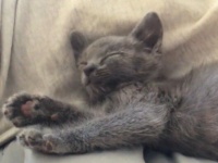 撫でるのやめちゃイヤにゃ。モフをやめると鳴く甘えん坊子猫