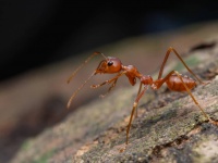 アリは木を守るだけでなく癒す。傷ついた木を治療していたことが判明