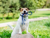 「ペットはかわいいおもちゃではない」ドイツで犬の散歩を義務化する動き。1日2回合計1時間を目安