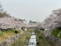 桜の名所に架かる橋（画像はイメージ）