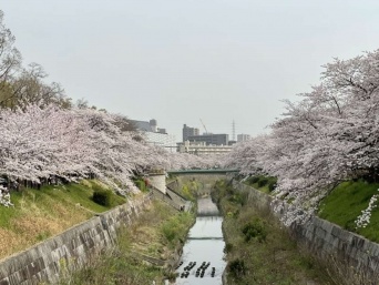 桜の名所に架かる橋（画像はイメージ）