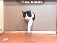 猫は頭さえ入ればどこでも通れる？フェイクorリアル？あのプーシクくんが実験してみた結果