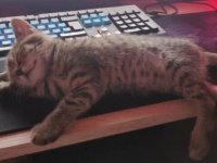 飼い主の宿題を邪魔する子猫の可愛さ。パソコンの前で寝そべる子猫の魅力にReddit民もメロメロ。