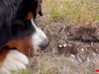 愛犬「ウサギの赤ちゃんたち可愛いね！」毎日巣穴の様子を見に通うバーニーズ・マウンテン・ドッグ