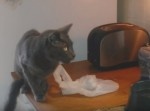 【超反応】トースターの焼き上がり、そのとき猫は！