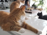 今日も猫たちとクッキング。ジュンさんのお料理教室フレンチトースト編