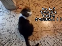 1週間ぶりに猫との再会。さて猫の反応は？