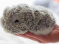 本物の小動物みたい！仕草も鳴き声も愛くるしい、もふもふのAIペットロボット「モフリン」が販売決定！