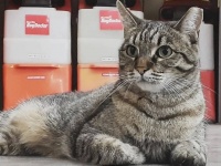 ホームセンターに自主的に勤務し始めた猫が勤続7年。ネズミ退治もするし顧客サービスも欠かさない