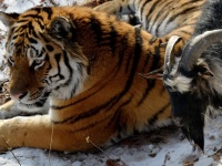 ヤギのコミュ力の高さったらもぅ！トラの餌として敷地内に入れられるもトラと大親友に（ロシア）