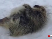 「起き上がれないよ、助けて！」雪の上でもがいていたヤマアラシ、スノーブラシで助けられ無事森に帰る