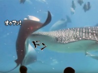 腹部にドスッ！水中の巨大生物ジンベイザメとマンタの正面衝突映像（アメリカ）