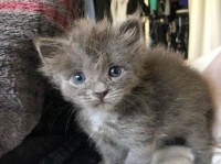 ウルフキャット？生まれてすぐに捨てられた、オオカミみたいなかわいい子猫の物語（アメリカ）