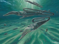6800万年前を生きたクリップ型のイカのような姿に見える水中生物は200年の寿命を持っていた（米研究）
