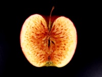 学際融合教育研究推進センター芸術と科学のリエゾンライトユニットのプレスリリース画像