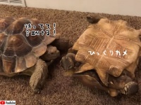 亀は仲間思い。ひっくり返った亀を助ける3連発！