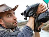 黒猫？と思ったらヌルヌルだった。猫サイズの巨大アメフラシが発見される