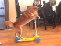 その辺ちょっと転がしてきていい？キックボード練習中の柴犬、さて初の路上はどうなった？