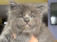 吾輩は猫である。子猫時代から貫禄のある表情を見せるメインクーンの子猫