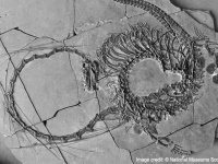 伝説のドラゴンそっくりな2億4000万年前の海竜の全身化石が公開される