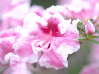 旧友に贈る花として「ピンクのアザレア」がぴったりな理由