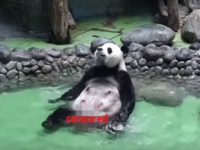 こ、これは！ありのままの姿で...お宝映像、パンダの入浴シーン