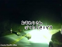 アラスカの子グマが故郷から約5800km離れたフロリダの道路で迷子になっているところを発見