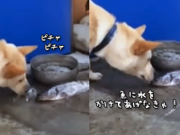 魚さんが大変！水をかけなきゃ！瀕死の魚に鼻で必死に水をかける犬のいる風景