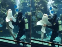 トラフザメだって甘えたい。水槽のガラスを掃除していたダイバーにモフを要求し、撫でられて幸せそうなトラフザメ