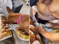 ちょい待て、それは二次元。犬氏、雑誌の料理に食らいつく