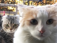 人間が猫を飼っているのではない。猫が人間を飼いならしているのだ（アメリカ人女性作家の考察）