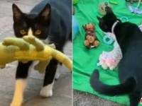 保護猫「見て！ステキなプレゼントを持ってきたニャ！」と、近所の家々を回って不要なアイテムを集めて来る
